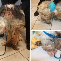 Dogs Found In Deplorable Condition In Newburgh: Duo Charged During Eviction, Sheriff Says