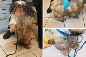 Dogs Found In Deplorable Condition In Hudson Valley: Duo Charged During Eviction, Sheriff Says