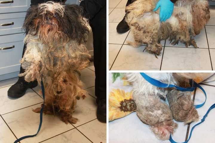 Dogs Found In Deplorable Condition In Hudson Valley: Duo Charged During Eviction, Sheriff Says