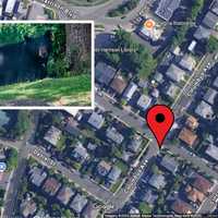 DEC: Bear Killed In Westchester 'Posed No Immediate Threat,' Should Have Been Left Alone