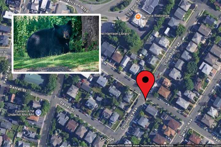 Black Bear Euthanized After Sightings in Densely Populated Harrison Neighborhood