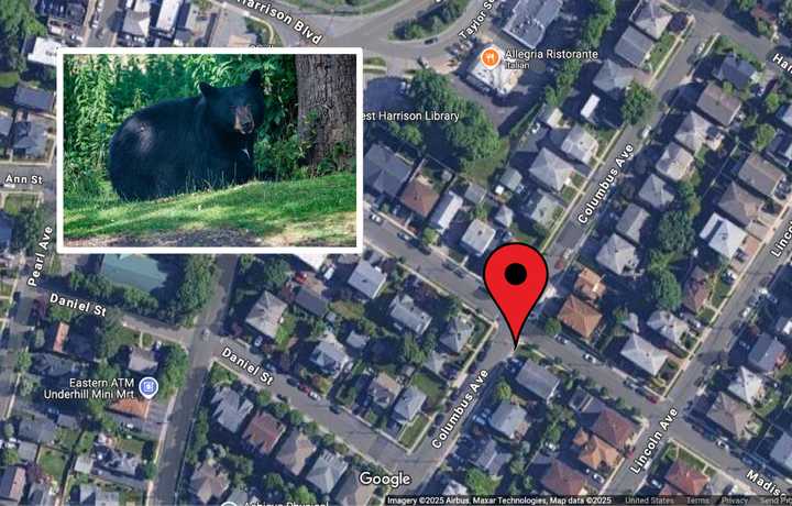 The black bear was first spotted at the&nbsp;intersection of Columbus Avenue and Madison Street in West Harrison, police said.&nbsp;