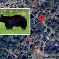 Black Bear Spotted Roaming Near Elementary School In Westchester