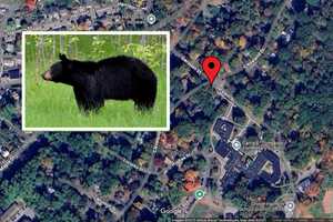 Black Bear Spotted Roaming Near Elementary School In Croton-On-Hudson