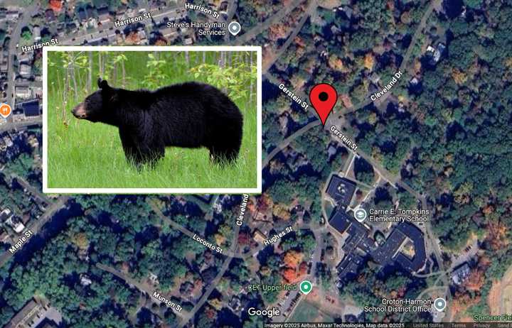 A black bear was spotted near Cleveland Drive and Gerstein Street in Croton, near the Carrie E. Tompkins Elementary School. 