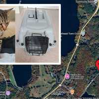 Abandoned Cat Found In Carrier Near Reservoir In Putnam, Prompts Investigation