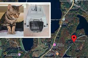 Abandoned Cat Found In Carrier Near Reservoir In Hudson Valley, Prompts Investigation