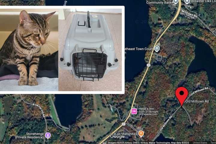 Abandoned Cat Found In Carrier Near Reservoir In Hudson Valley, Prompts Investigation
