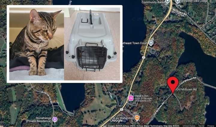 The male, unneutered tabby cat was found in the area of&nbsp;Old Milltown Road in Southeast near the&nbsp;East Branch Reservoir, SPCA officials said.&nbsp;