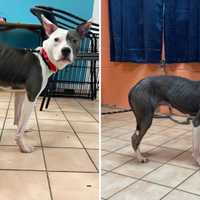 Puppy Found Starving In Crate After Owner’s Death In Dutchess: SPCA Pleads For Help