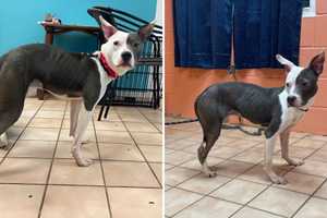 Puppy Found Starving In Crate After Owner’s Death In Dutchess: SPCA Pleads For Help