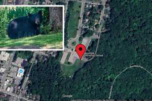 Bear Sighting Near Elementary School In Westchester Prompts Police Response
