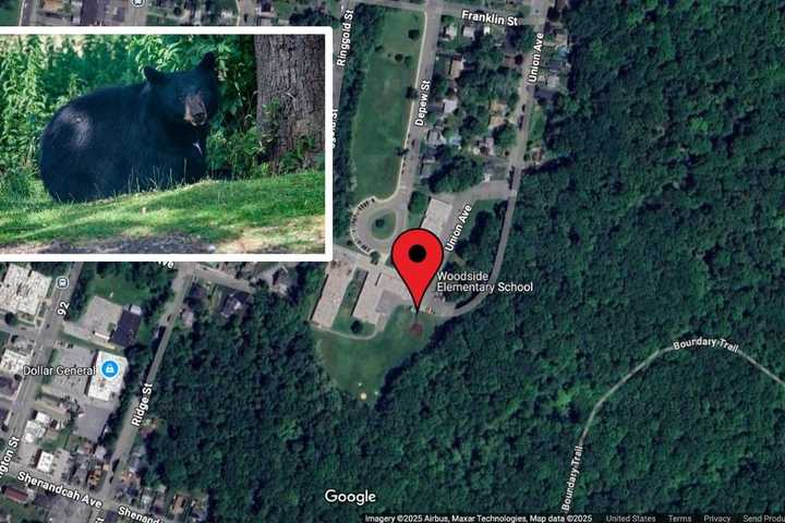 Bear Sighting Near Elementary School In Westchester Prompts Police Response