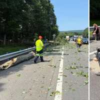 Tree Falls Onto I-87 In NY, Causes Crash