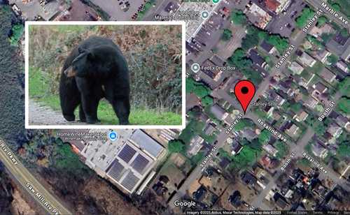 Black Bear Spotted Roaming Westchester - Untitled Design 2025 07 07T110610.080 