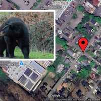 Black Bear Spotted Roaming Pleasantville Neighborhoods: Here's Where