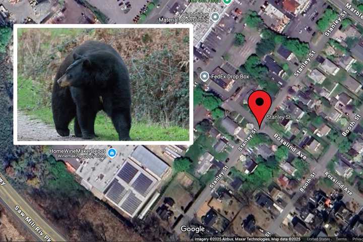 Black Bear Spotted Roaming Pleasantville Neighborhoods: Here's Where