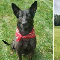 Retired Police K9 Named For 9/11 Hero Mourned In NY
