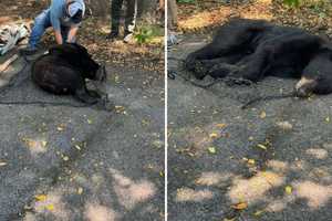Tranquilized Bear Rescued From Tree In Middletown Neighborhood