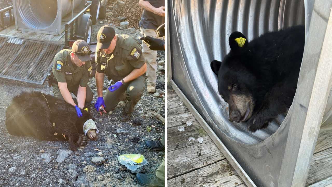 The bear was put in a transport trailer with ice to help it regulate its body temperature (right) before being tagged and released in a "more suitable" area in Upstate New York (left), DEC officials said. 