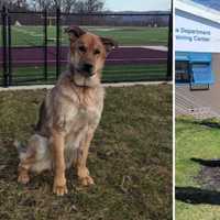 Fallen K9 Remembered In Hudson Valley: Leaves Legacy of 'Service, Love,' Sheriff's Office Says