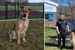 Fallen K9 Remembered In Hudson Valley: Leaves Legacy of 'Service, Love,' Sheriff's Office Says