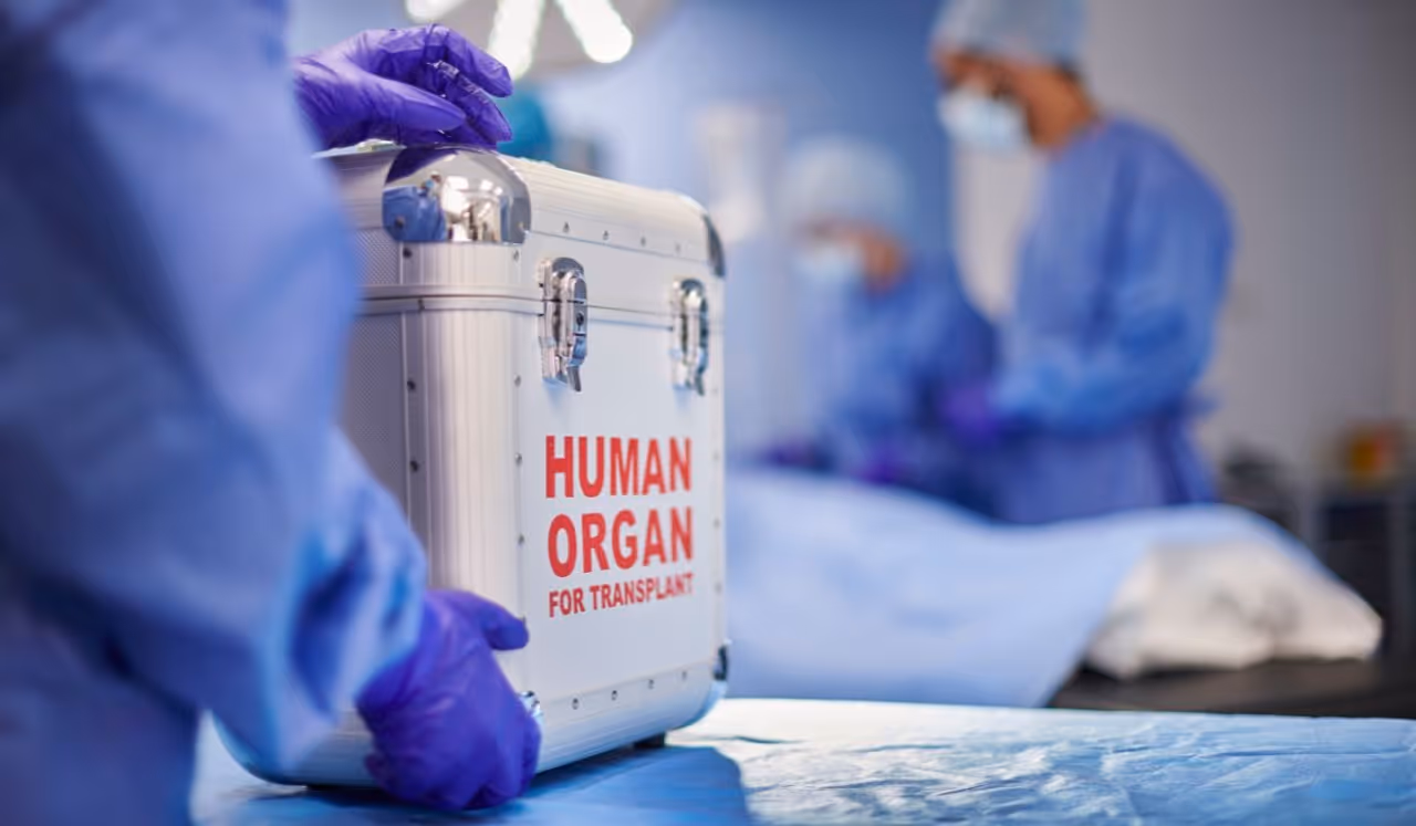 A stock photo of an organ transplant surgery. A stock photo of an organ transplant surgery.