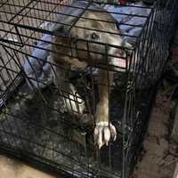 Pit Bull Rescued, 5 Kids Found Living In Squalor At Long Island Home, Police Say