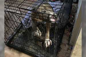 Pit Bull Rescued, 5 Kids Found Living In Squalor At Central Islip Home, Police Say