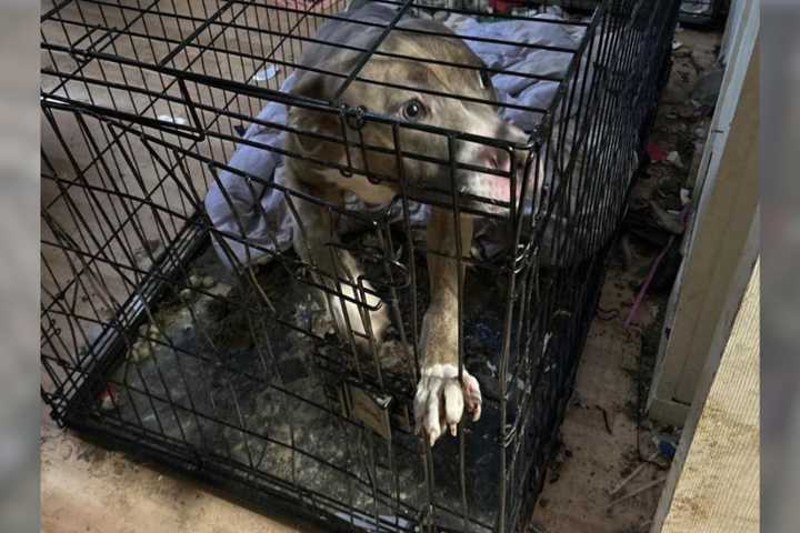 Pit Bull Rescued, 5 Kids Found Living In Squalor At Central Islip Home, Police Say