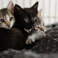 Dozens Of Cats Found Abandoned In Cages Off Southern State Parkway