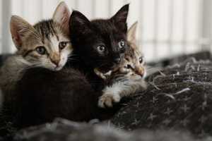 Dozens Of Cats Found Abandoned In Cages Off Southern State Parkway In Farmingdale