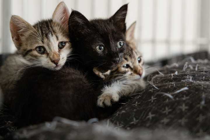 Dozens Of Cats Found Abandoned In Cages Off Southern State Parkway In Farmingdale