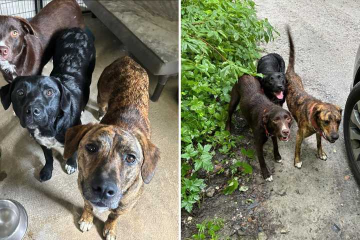 Update: North Salem Man Charged After Abandoning 3 Flea-Covered Dogs, Officials Say