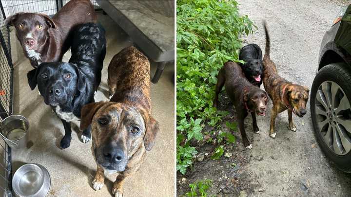 The three dogs, Valley, River, and Rain, were found in the Sunken Mine Road area of Putnam Valley.&nbsp;