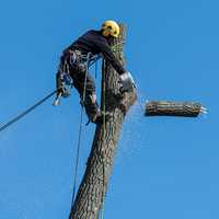 Tree Worker Airlifted After 40-Foot Fall Onto Deck In Wading River