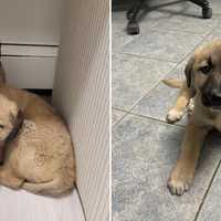 Severely Injured Kangal Shepherd Among 3 Neglected Puppies Rescued From Ronkonkoma Home: DA