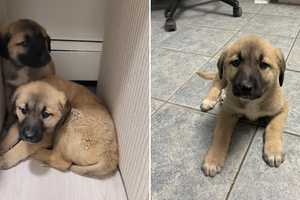 Severely Injured Kangal Shepherd Among 3 Neglected Puppies Rescued From Long Island Home: DA