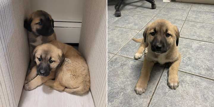 The rescued Kangal Shepherd puppies.