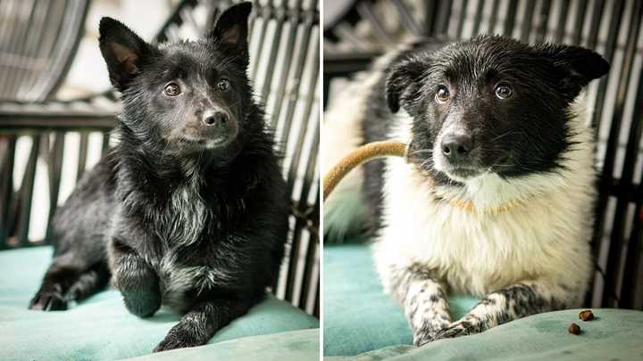 Felix and Nelly, two&nbsp;Cattle Dog/Australian Shepherd, had to be euthanized after they were found suffering from Distemper Virus at the&nbsp;Rescue Right shelter in Bedford, SPCA officials said.&nbsp;