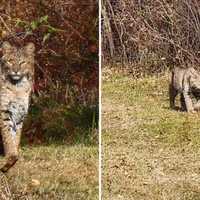 Bobcats Sighted At Nature Preserve In Lewisboro