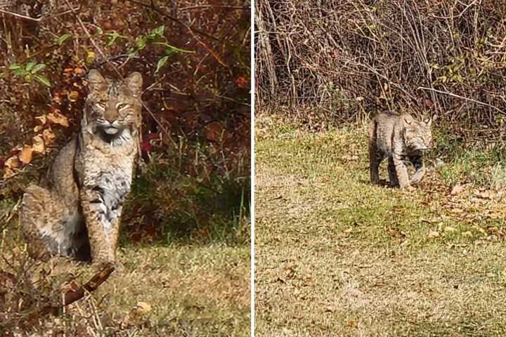 Bobcats Sighted At Nature Preserve In Region