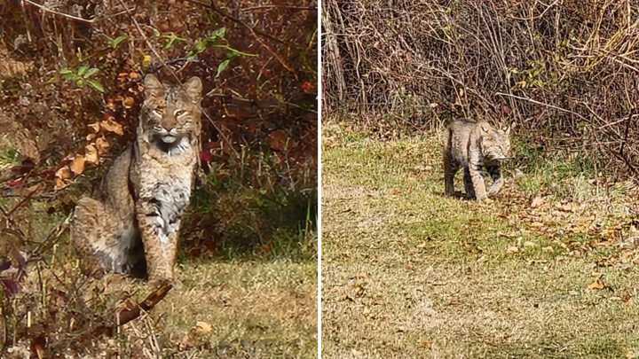 The two bobcats were seen at the Old Field Preserve in Waccabuc.&nbsp;