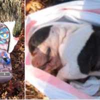 Reward Offered After Bulldog's Emaciated Body Found Abandoned In Miller Place Woods