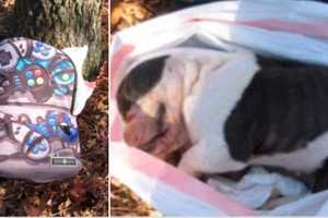 Reward Offered After Bulldog's Emaciated Body Found Abandoned In Miller Place Woods