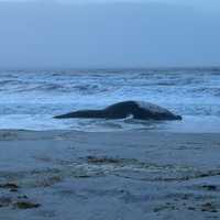 Humpback Whale Washes Ashore In Long Beach