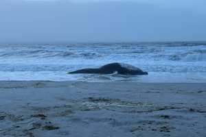 Humpback Whale Washes Ashore In Long Beach