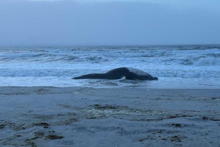 Humpback Whale Washes Ashore In Long Beach