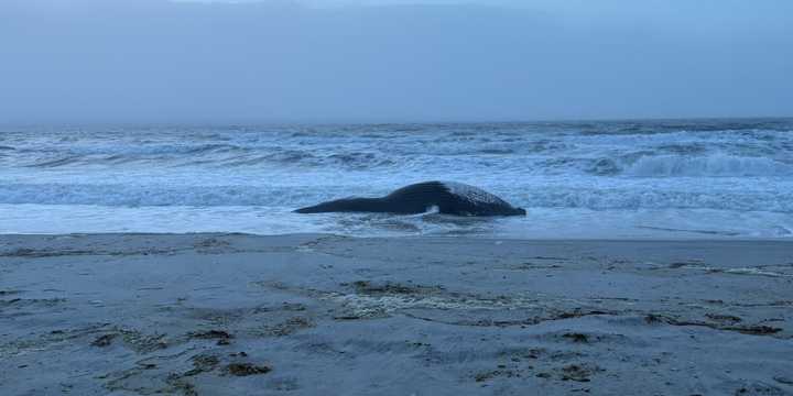 A deceased humpback whale washed ashore in Long Island on Monday morning, Dec. 30.
  
