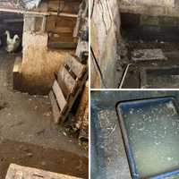 Animal Cruelty: Chickens, Ducks, Roosters Found In 'Deplorable' Conditions In Hudson Valley